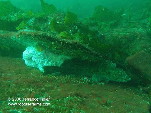 Male Ling Cod guarding eggs
