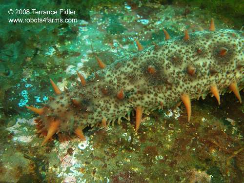 Sea Cucumber - using more natural light and video light