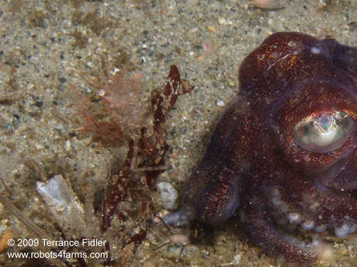 Shrimp and Stubby Squid