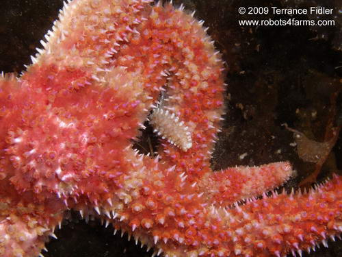 Marine Worm on a Painted Starfish  - Braemar Avenune in North Saanich near Sidney - scuba diving site vancouver island british columbia canada
