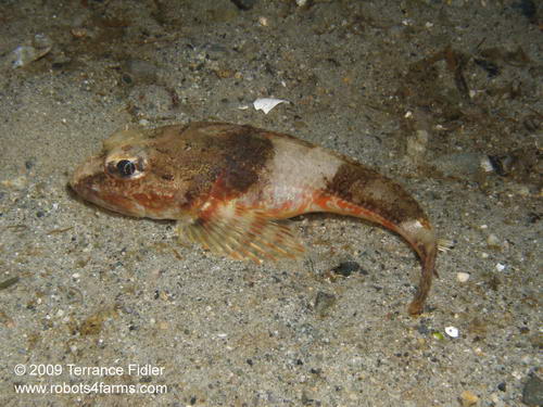 Roughback Sculpin - fish