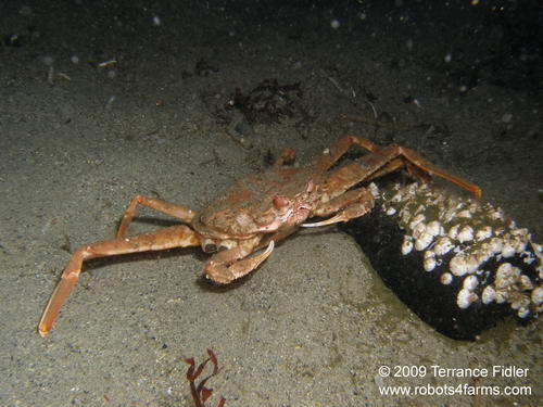 Tanner Crab