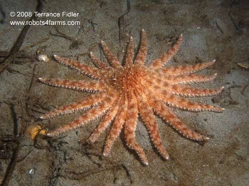 A juvenile Sunflower Star