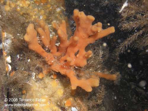 Orange Finger Sponge - Breakwater Island off of Gabriola Nanaimo - scuba diving site vancouver island british columbia canada