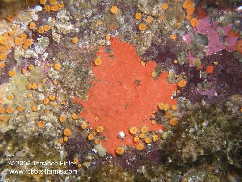 Velvety Red Sponge